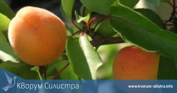 Бургас задмина Силистра при добива на кайсии