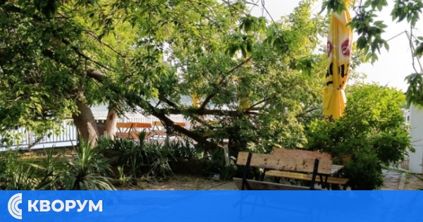 Дърво падна върху масите на заведение в Дунавския парк