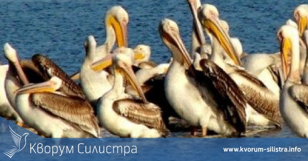 Пеликаните отплаваха от Сребърна