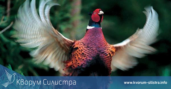 1 000 фазани ще бъдат разселени в ловните полета на държавното ловно стопанство "Каракуз"