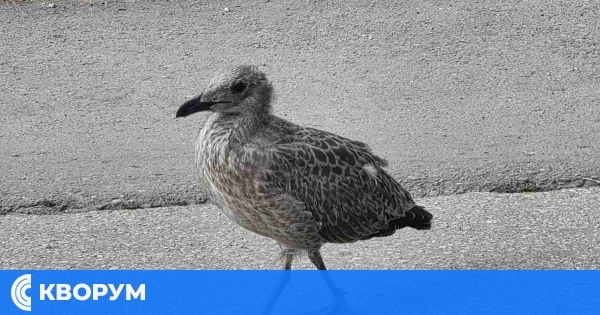 Центърът на Силистра отново под обсадата на гларусите – градската среда става дом на все повече птици