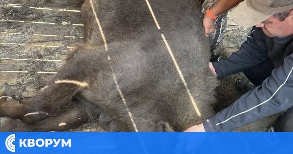 Разселват зубри в Североизточна България
