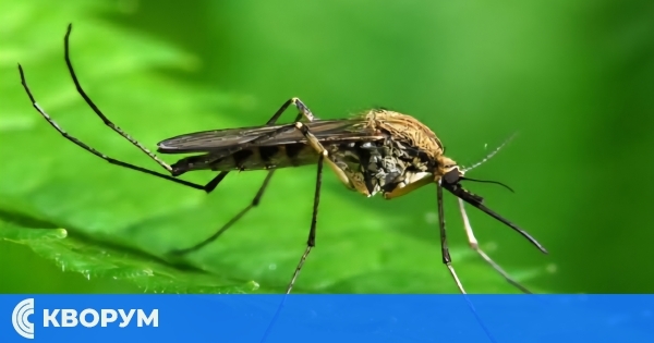 Пръскане срещу комари в Община Тутракан от 27 до 30 юни