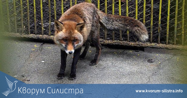 Лисица се намъкна в жилищен блок в Силистра