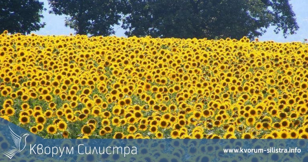 В пет силистренски общини завърши жътвата на слънчогледа