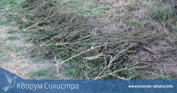 Двама са задържани за отглеждане на канабис при операция на силистренски криминалисти