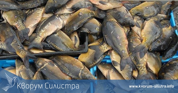 Иззеха 460 килограма риба без документи за произход