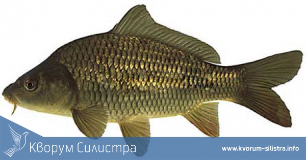 Силистренец улови в Дунав 107 сантиметров шаран