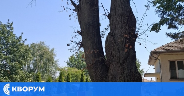 Временно прекъсване на електрозахранването в с. Искра заради отсичане на дърво