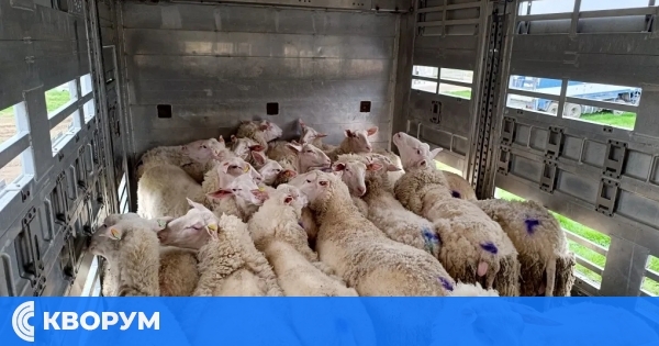 МЗХГ забрани придвижването на овце и кози в цяла България