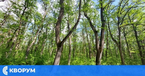 Намаляват нарушенията в горите на Централна Северна България