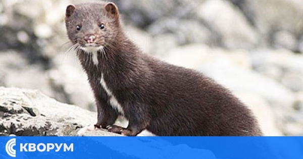 Американската норка – забранена в България