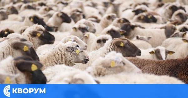 Главиница въвежда строги превантивни мерки срещу шарка по овцете и "син език" при преживните животни