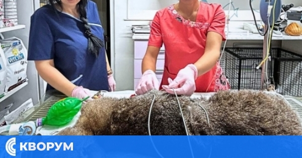 Кенгуруто Морис от Зоопарка в Кълъраш успешно премина операция