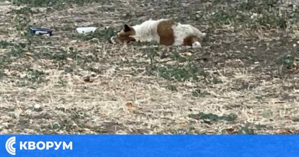 Отровено бездомно куче в района на "Самолета" в Силистра предизвика възмущение