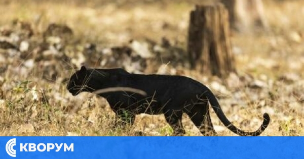 Черен леопард заснет край дупнишкото село Крайници, на 380 км от Силистра