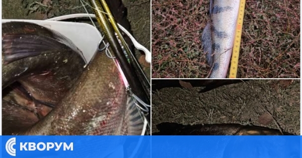 ИАРА залови бракониер на Дунав, рибата върната във водата