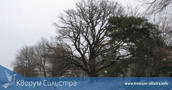 Летният дъб в крайдунавския парк на Силистра вече е защитен обект