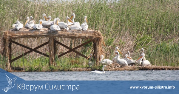 Броят на къдроглавите пеликани в колонията в Сребърна расте