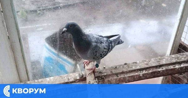 Състезателен гълъб с румънска регистрация открит в Силистренско