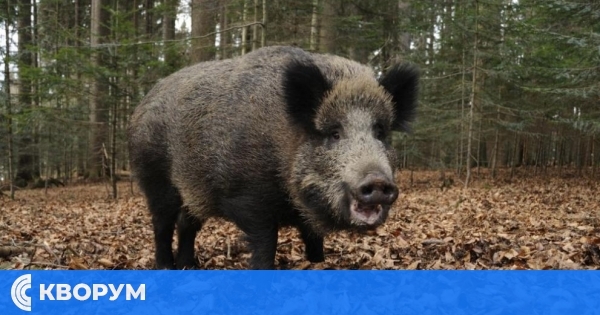 Без нарушения започна ловният сезон за местен дребен дивеч и групов лов на дива свиня в Силистренско