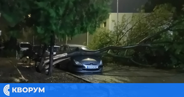 Дърво се стовари върху паркиран автомобил на ул. "Тулча" в Силистра