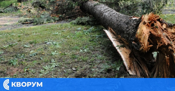 Паднало дърво затруднява движението по пътя между Ситово и Сребърна