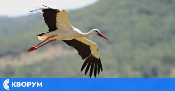 ЕРП Север: Популацията на белия щъркел в България нараства с 1/3 за 10 години