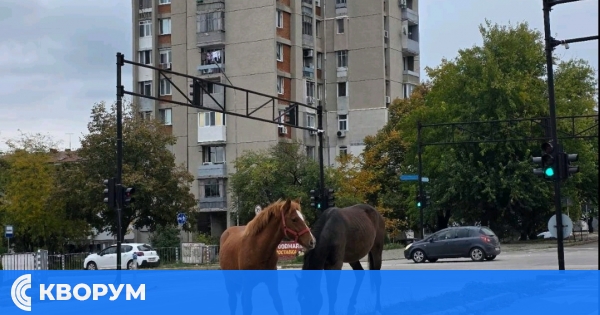 Свободно пасящи коне на едно от най-натоварените кръстовища в Силистра