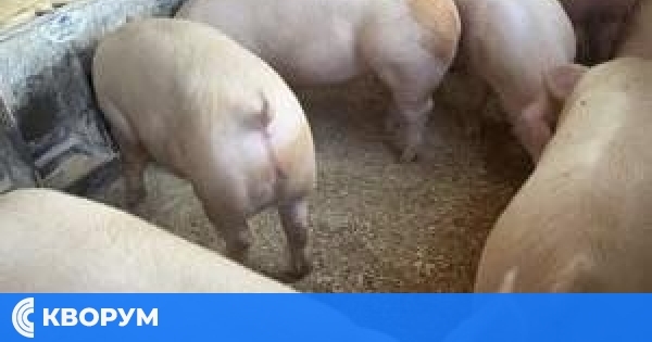 Петима мъже арестувани за кражба на шест прасета в съседния на Силистра окръг Кълъраш