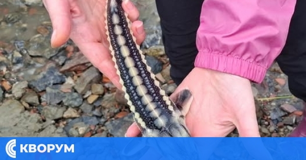 В Дунав бяха пуснати още 3000 малки руски есетри