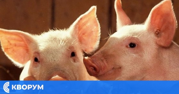 Забрана на панаири с животни в съседна Румъния тревожи стопаните в Силистренско