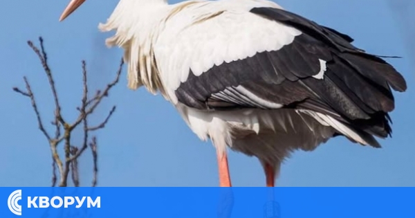 Жителка на Тутракан сигнализира за бедстващ щъркел край града