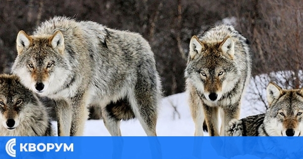 От 11 ноември започват Вълчите празници – дни за предпазване от злото и вълчите набези