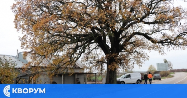 РИОСВ – Русе инициира процедура за обявяване на ново вековно дърво в Тутраканско