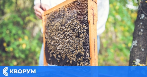 Очаква се поскъпване на пчелния мед през 2026 г.