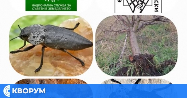 В Силистра организират информационно-обучителен семинар за борба с черната златка