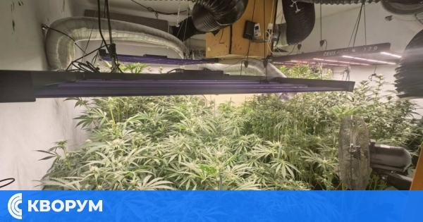 14-та поред наркооранжерия, разкрита във Варненско за тази година