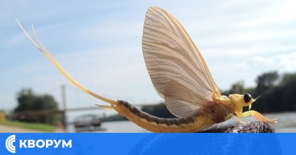 Тъжен спомен за "Дунавската русалка": Как България загуби "цъфтежа" на реката