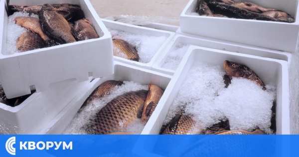 Как да познаем прясната риба?