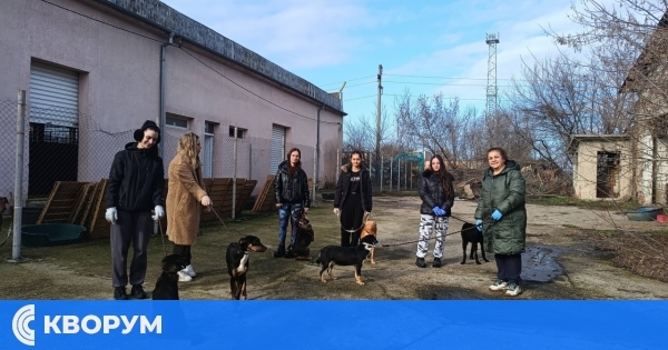 Доброволци обновиха приюта за безстопанствени кучета в Калипетрово