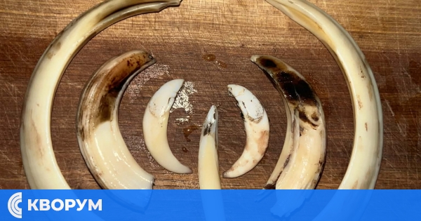 Див глиган с рекордно тегло отстрелян край Силистра, ловни кучета пострадаха