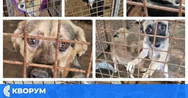 Коледен благотворителен базар в подкрепа на приюта за безстопанствени животни в Калипетрово