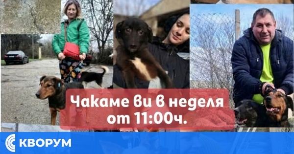Доброволческа акция в приюта за безстопанствени кучета в Калипетрово на 4 януари