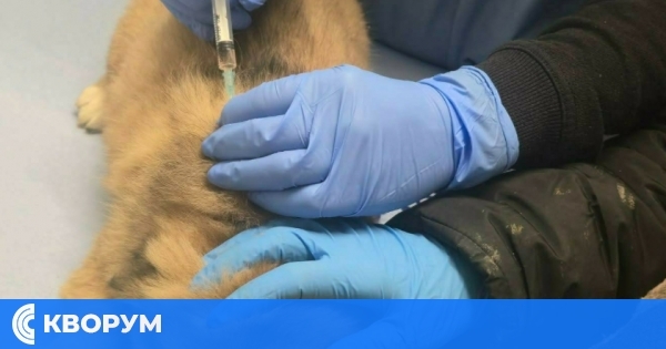 Ученици от ПЗГ "Добруджа" дариха 500 лв. за ваксини на кученца от приюта в Калипетрово