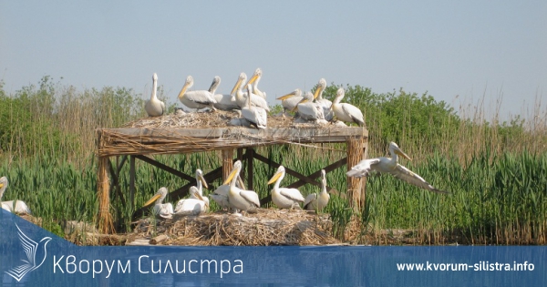 Гнездовият период на къдроглавите пеликани в резерват Сребърна завърши