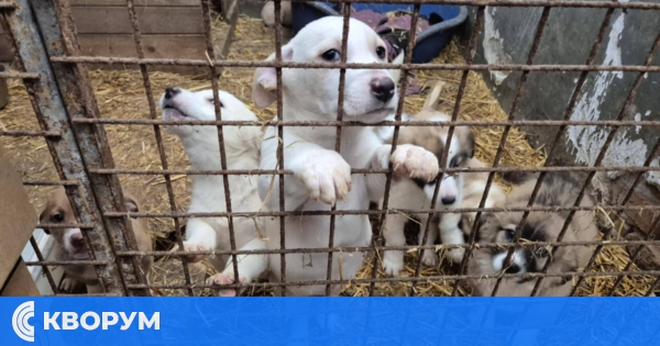 Ученици от Добротица подкрепиха приюта за кучета в Калипетрово