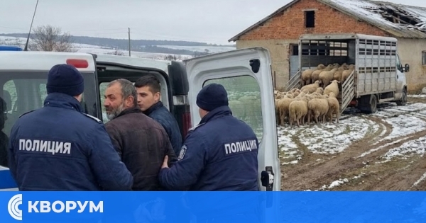 Двама мъже на съд за кражба на елитни овце за 7000 евро