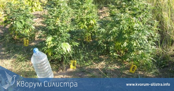 8 кг канабис задържаха силистренските полицаи, двама са в ареста
