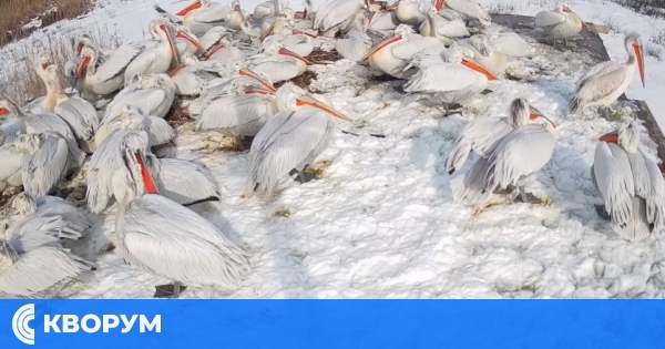 Снежни дни за къдроглавите пеликани в "Калимок – Бръшлен"